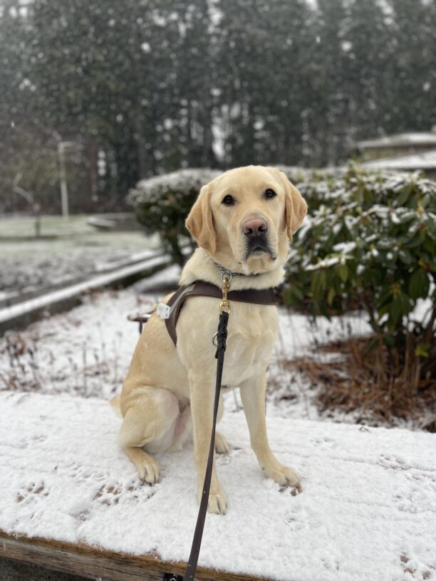 Donovan, a male yellow Labrador Retriever, sits in harness on the cement half wall at the front of campus. He sits in his harness and looking at the camera. Donovan and the background are covered in a snow blanket and he has lots of sparkly white snowflakes on his yellow fur.