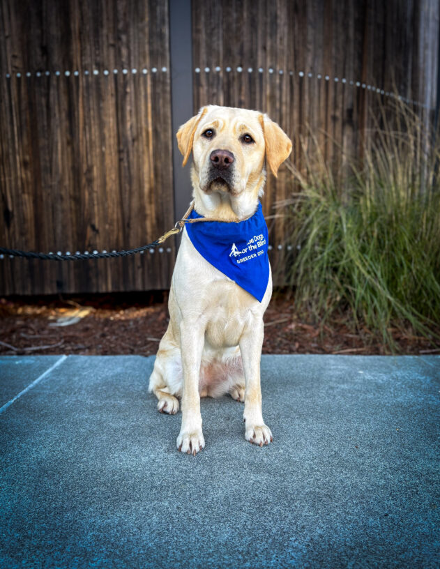 Yellow lab Emmy sits on the sidewalk in front of a wooden fence and green plants. She is wearing a blue breeder scarf and looking directly at the camera.