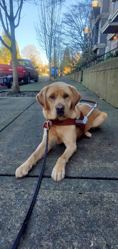 Grady, a yellow lab, lays in his harness on a sidewalk in town. Trees, a street and a wall with apartments can be seen behind him.