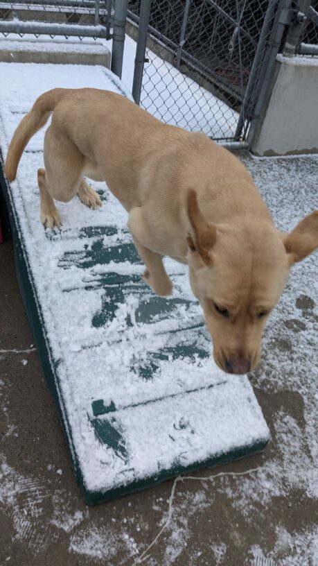 Grady, yellow lab, leaps off a play structure in the community run area. They play structure and ground are covered with a dusting of snow. Grady’s ears are flying up and his front paws are midair.