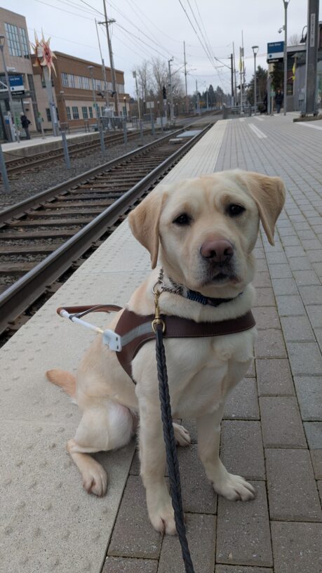 Santana, a yellow lab, is sitting in her harness on a brick sidewalk and white truncated domes on a MAX train stop. Tracks are stretching out behind her.