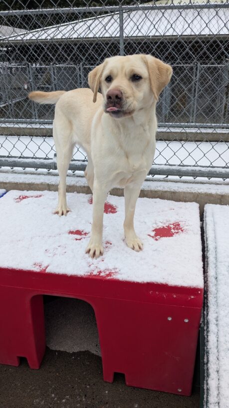Santana, a yellow lab, stands on a red play structure in community. The play structure has a dusting of snow on with dog paw prints. Santana’s tongue is sticking out and her tail is straight out behind her. A fence and another building can be seen in the background.