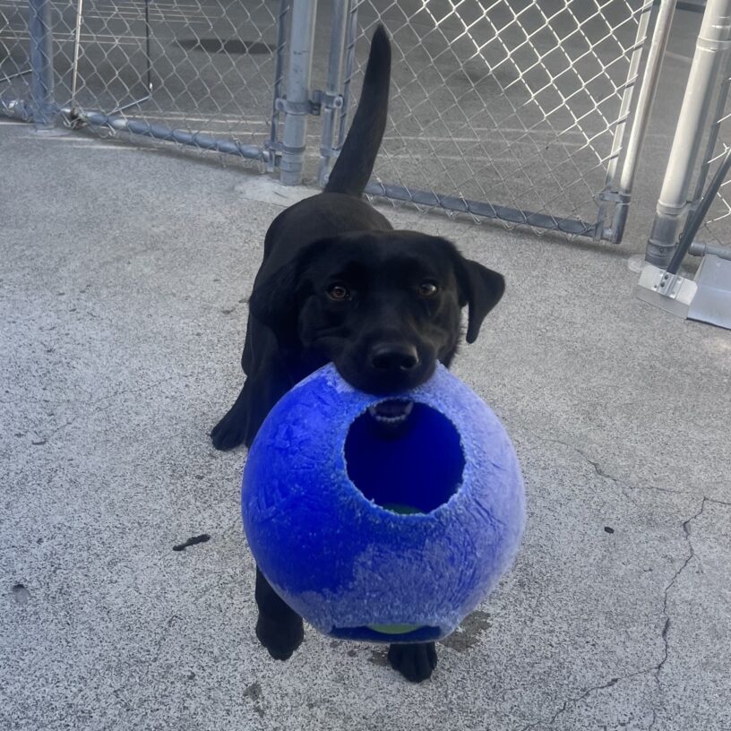 Flume is standing in community run, holding a large blue jolly ball toy in her mouth. Her ears are perked and her mouth is open in a happy smile.