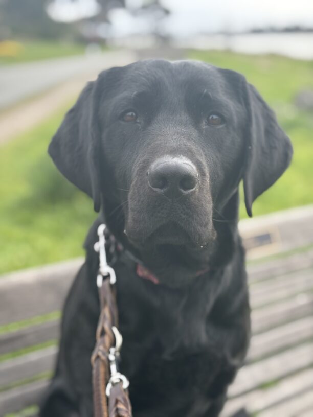 A close-up of Gadget sitting and looking at the camera with a soft expression. The photo is focused on her face, with a blurred, gloomy landscape with water in the background.