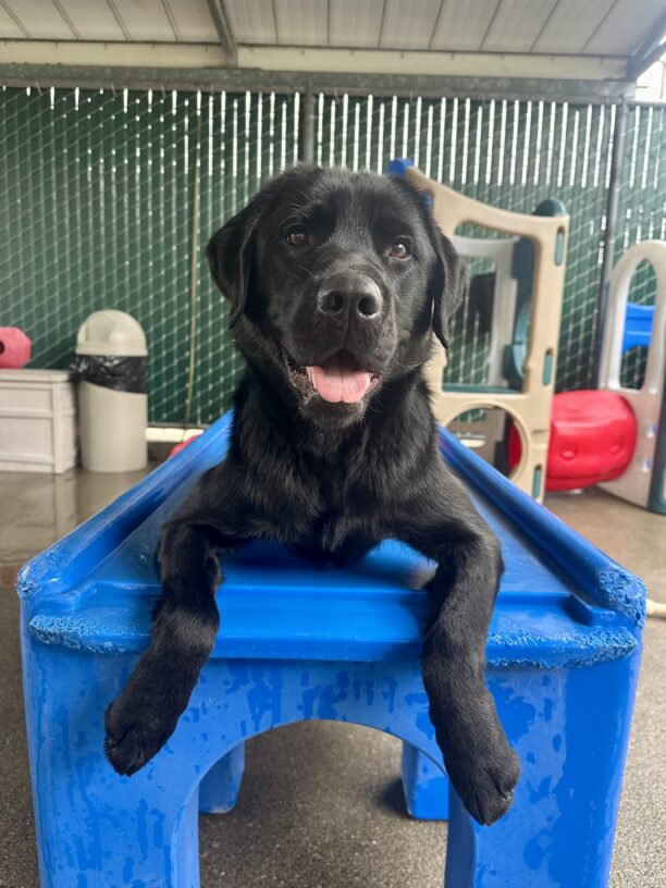 Goalie is laying down on blue play furniture in our Community Run area, with his paws dangling over the edge. He’s smiling at the camera with his tongue out and mouth open.