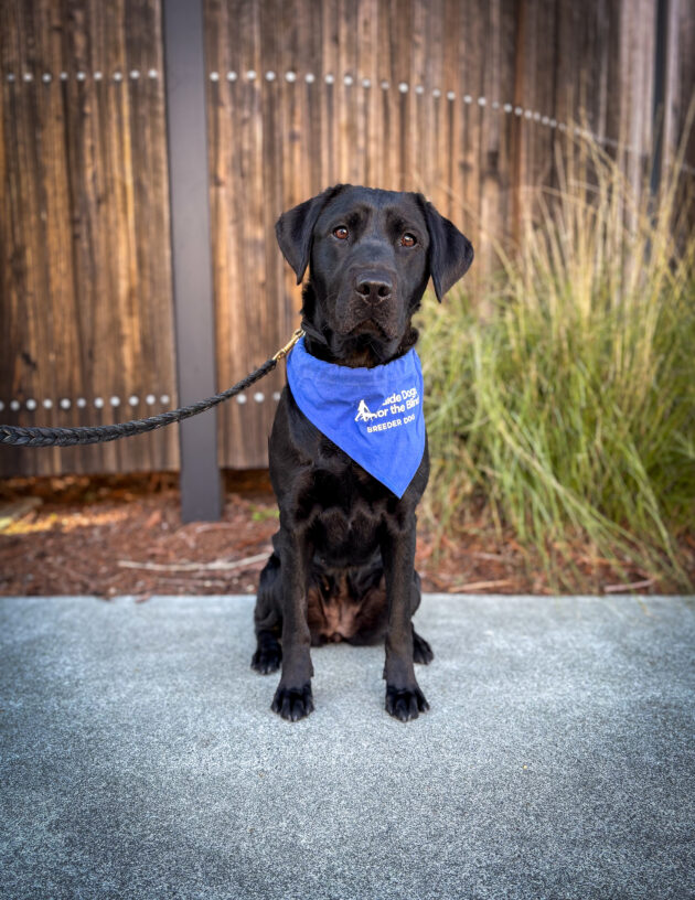 Black lab Horizon sits on the sidewalk in front of a wooden fence and green plants. She is wearing a blue breeder scarf and looking directly at the camera.