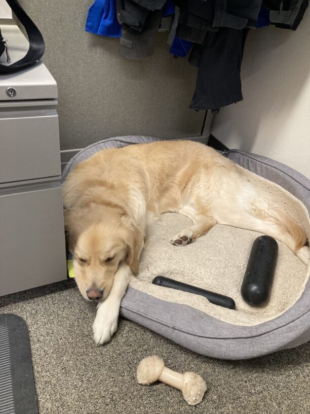 Yellow coated cross, Deedee, is asleep on a comfy dog bed with toys surrounding her.