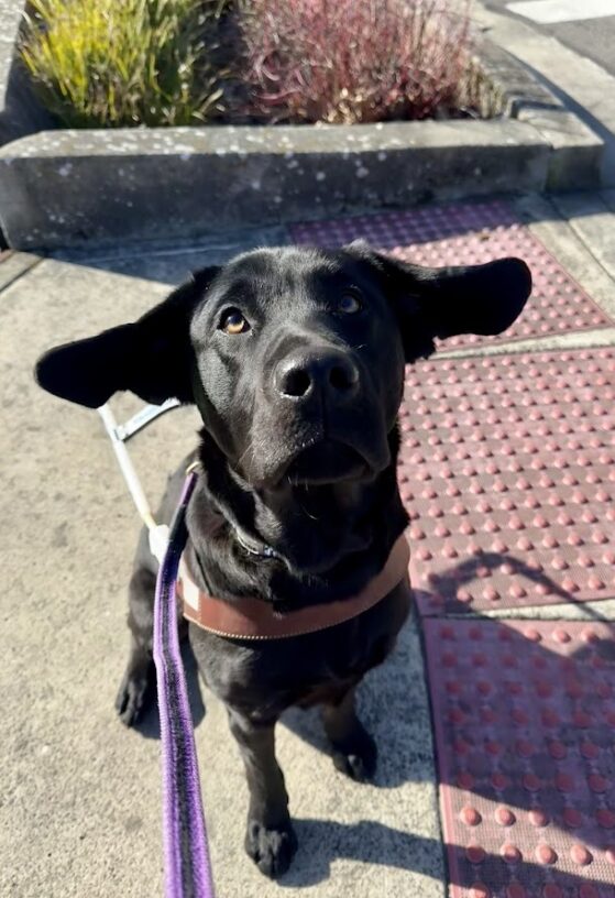 Lettie sits on a set of truncated domes with her harness on. Her ears are blowing in the wind giving her a goofy look.