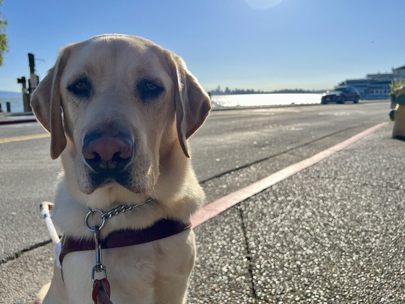 Higgins is sitting on a sidewalk in front of SF bay. The SF skyline is to the right of him. He is wearing his Guide Dog harness.