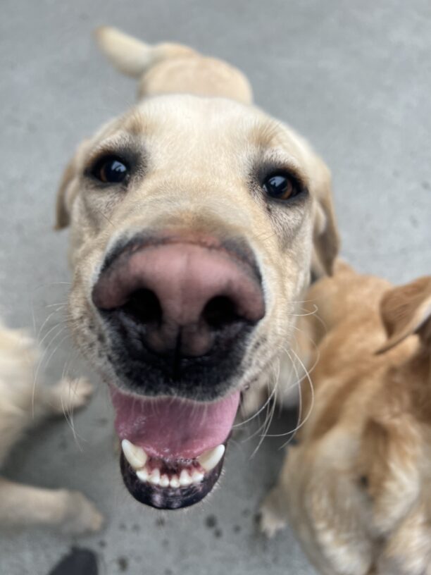 Higgins is in the community run area of the kennels. He is in the middle of two other dogs who are not fully in the photo. Higgins is very close to the camera, looking directly into it and has a smile on his face.