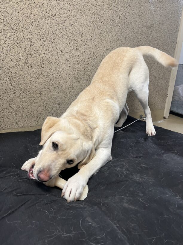 Val is play bowing on a blue dog bed while chewing on a bone.