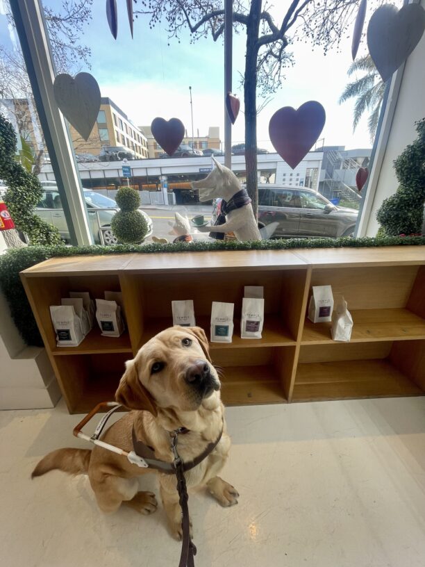 Dexter sits inside a coffee shop in harness and is looking up in the camera. Behind him is a wooden shelf of coffee bags and a glass window decorated with large hanging hearts.