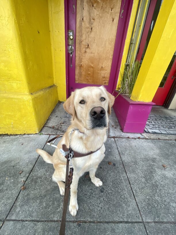 Rigby looking very professional, sits in harness in front of a colorfully painted yellow and purple door.