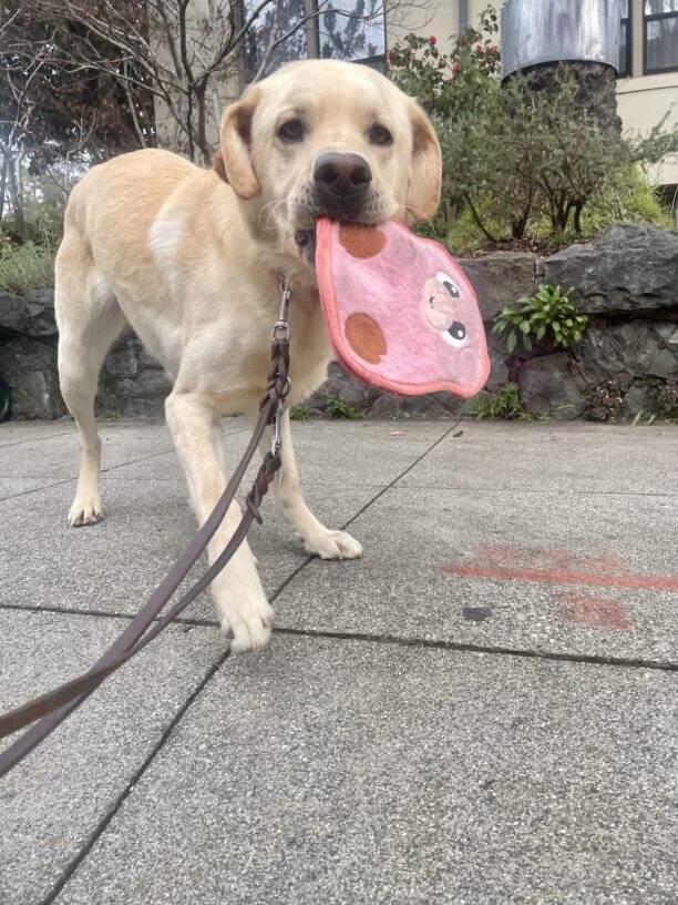 Rigby enjoys a post route play session with a pink squeaky toy. He's holding the toy in his mouth while looking playfully at the camera.