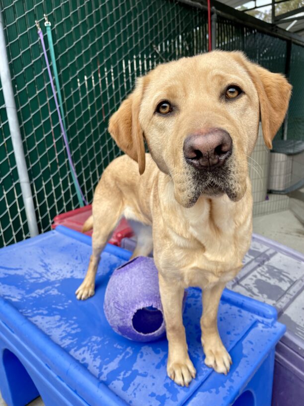 Dexter stands over a jolly ball on a blue play structure in community run while looking handsomely at the camera.