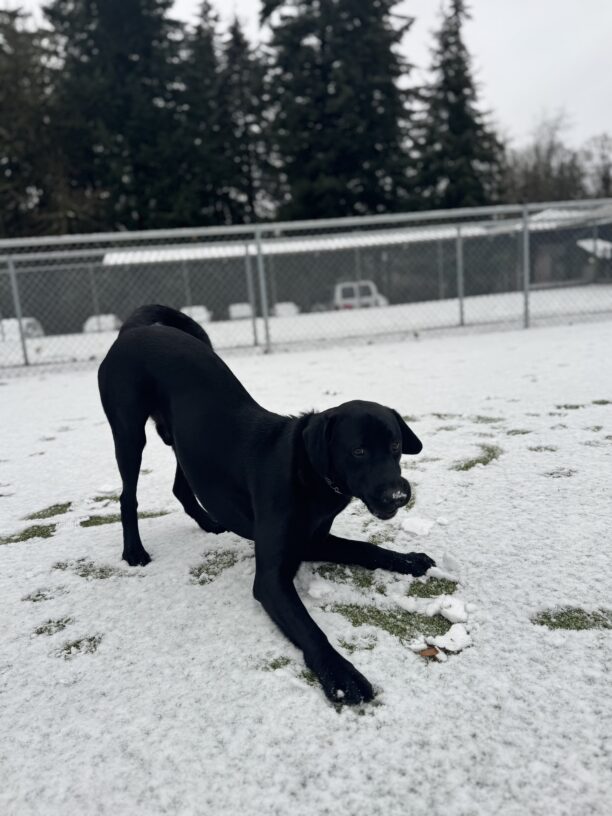 Black lab, Mumford, is in a play bow position while he plays in the snow. He is looking at the camera goofily!
