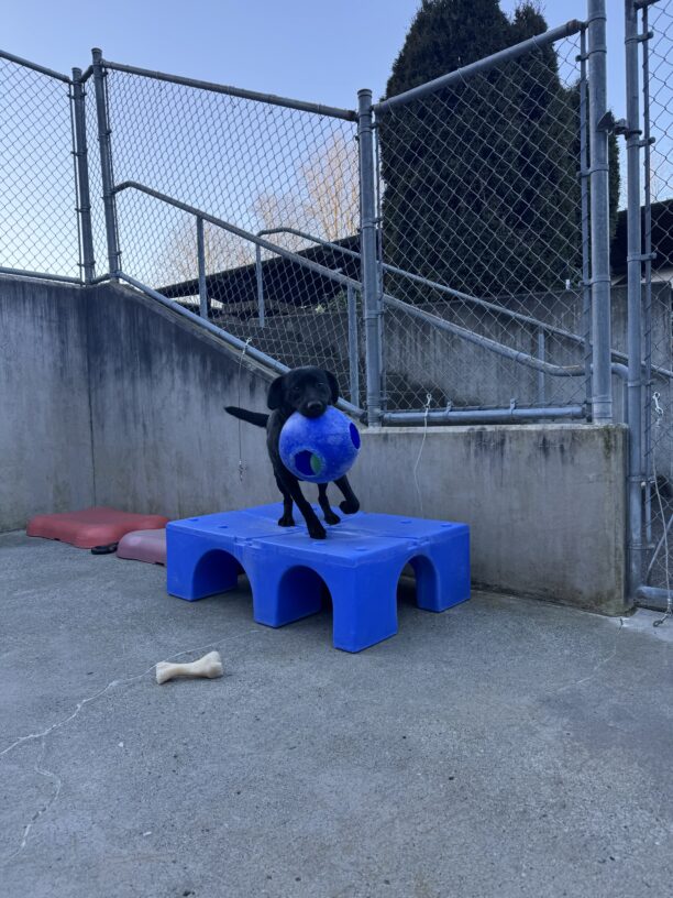 Black lab, Mumford, jumps off a blue play structure with a jolly ball in his mouth.