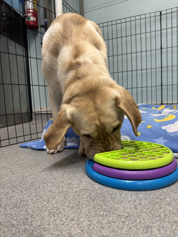 Yellow lab, Ledger, has his nose in a rotating food toy of multiple colors that he is eating his breakfast out of.