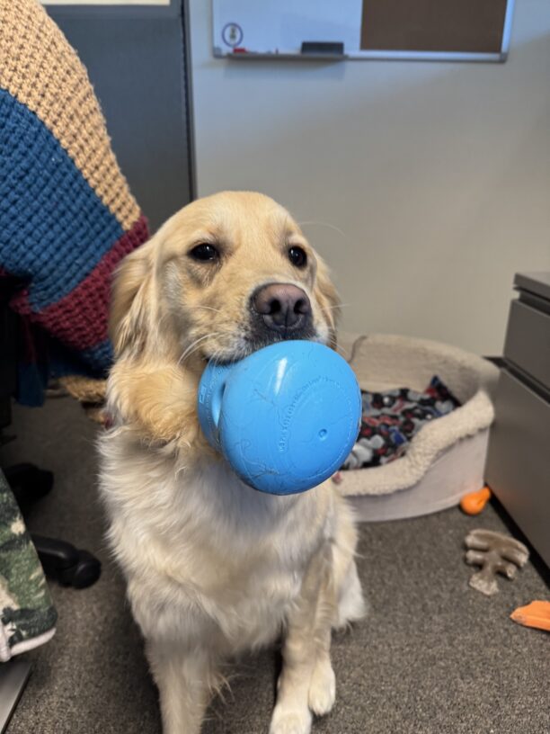 Yellow coated corss, Deedee, sits in front of a dog bed with a blue Toppl toy in her mouth, that she is holding proudly. Toys are scattered around her and there is an arm on her back, petting her.