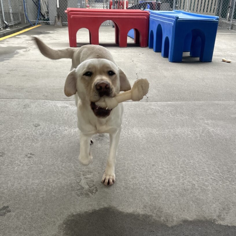 Prosecco is running towards the camera with a bone in her mouth.