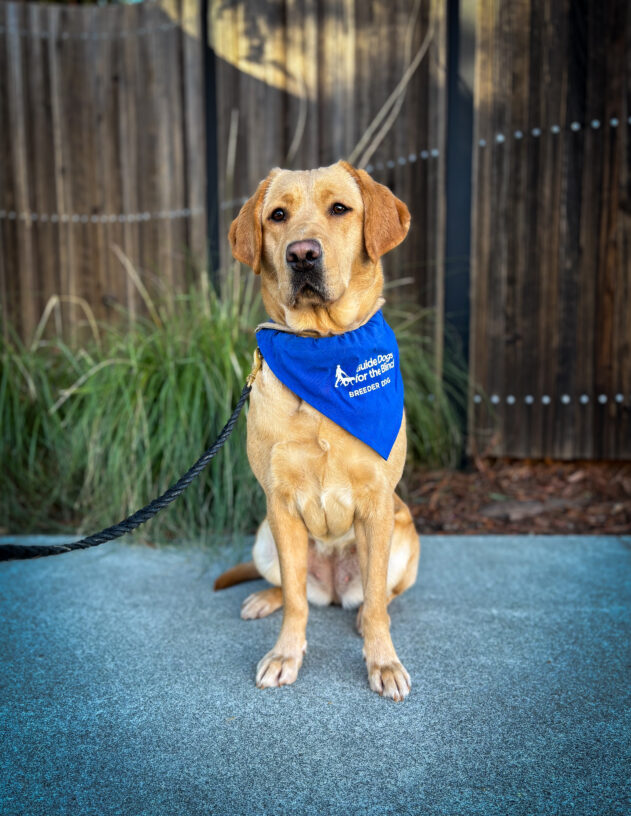 Yellow lab Jacinda sits on the sidewalk in front of a wooden fence and green plants. She is wearing a blue breeder scarf and looking directly at the camera.