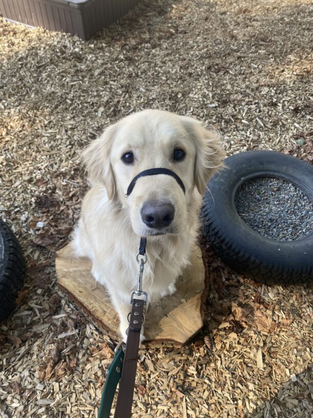 Kahu, a male Golden Retriever/ Labrador cross, sits on a wooden stump. He is looking at the camera sweetly with his headcollar and leash on. Next to him are bark chips and scattered tires.