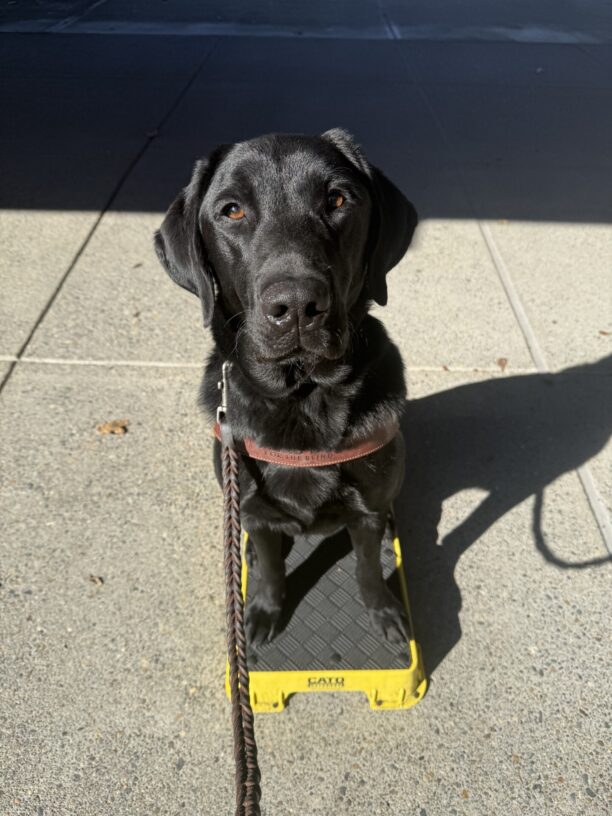 Ryan is sitting on a yellow and black training pedestal in his guide dog harness. He is focused on the camera, waiting for a kibble.