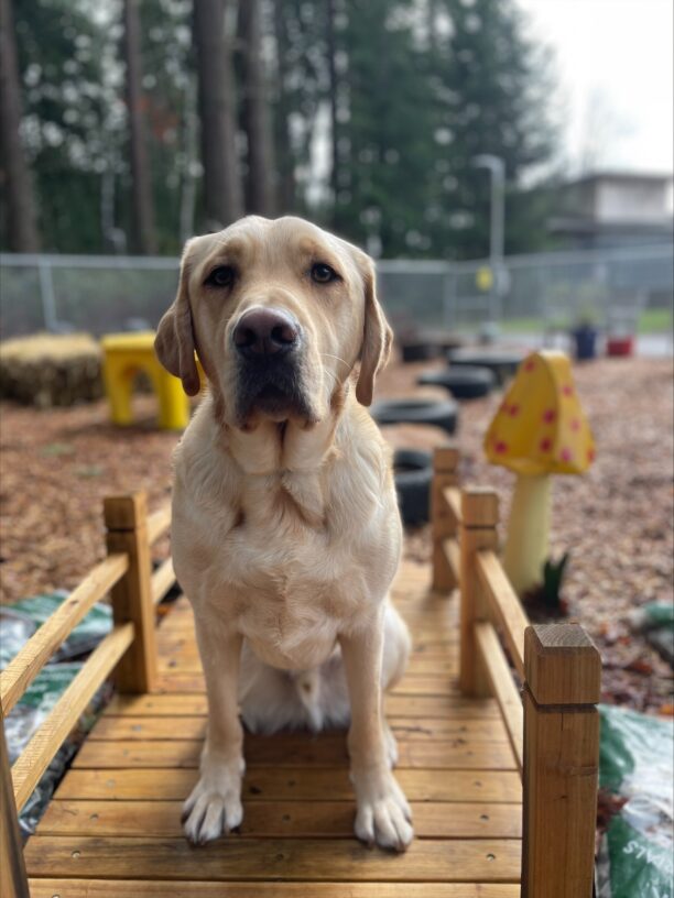 Scott, a yellow Labrador Retriever, sits and poses for a portrait. He is sitting on a small wooden bridge and in the blurred background some large fir trees, play structures, tires, and a large, decorative yellow and red mushroom are visible.