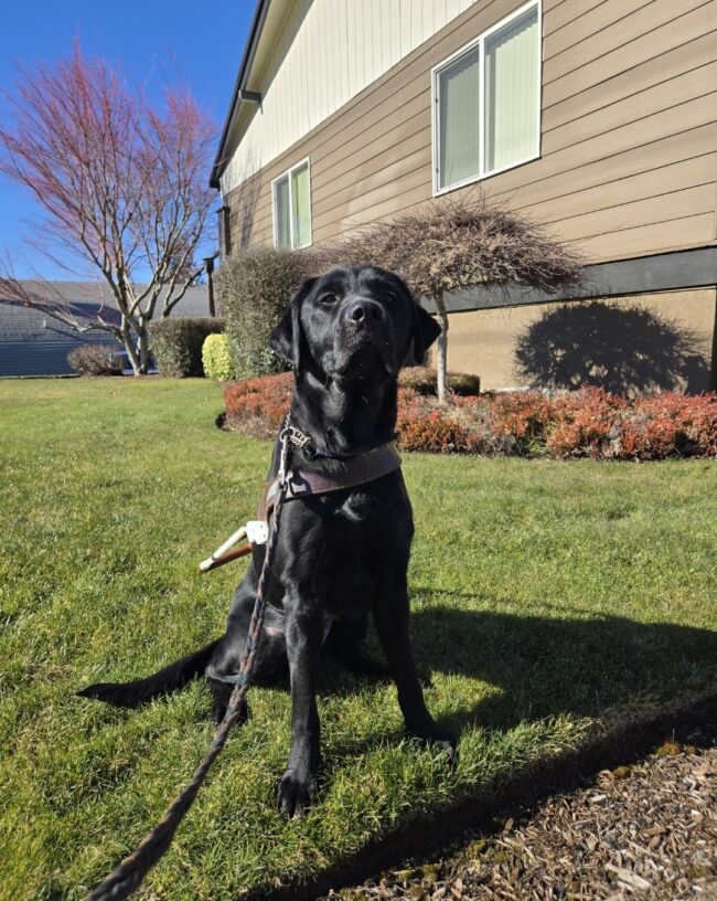 Dolce is sitting on the grass near a business in Sandy, OR. She's wearing her harness and holding her head up high to soak in the sun or to let the world know how regal she is.