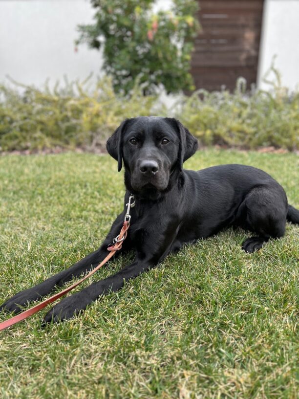 Tawna lies down on the green grass, alert and listening!