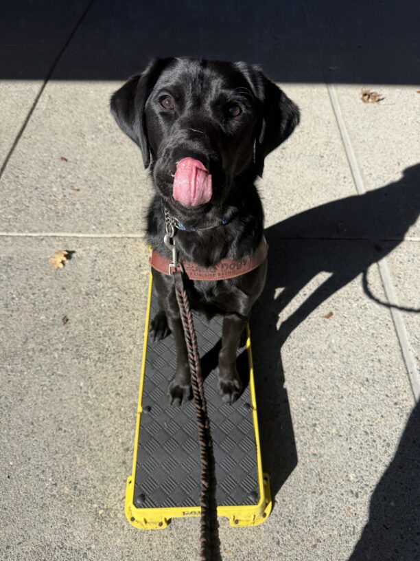 Theron sits on a yellow and black training pedestal in his guide dog harness. His tongue is out and touching his nose as he intently watches his handler.