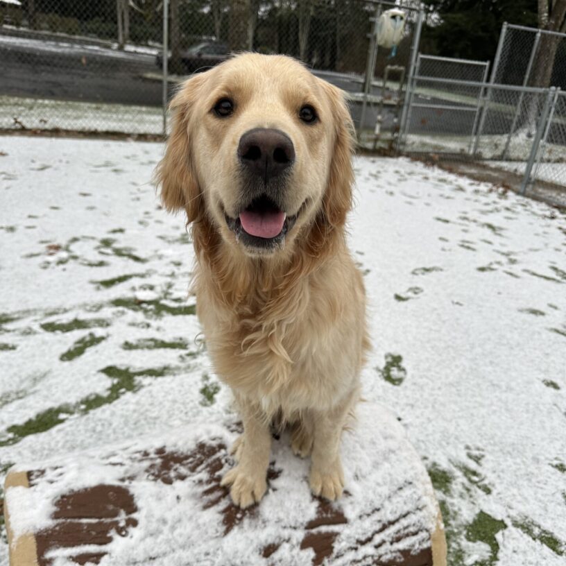 A handsome yellow lab/golden cross named Vince is sitting atop an artificial log that is covered with a thin layer of snow. He is smiling and looking towards the camera.