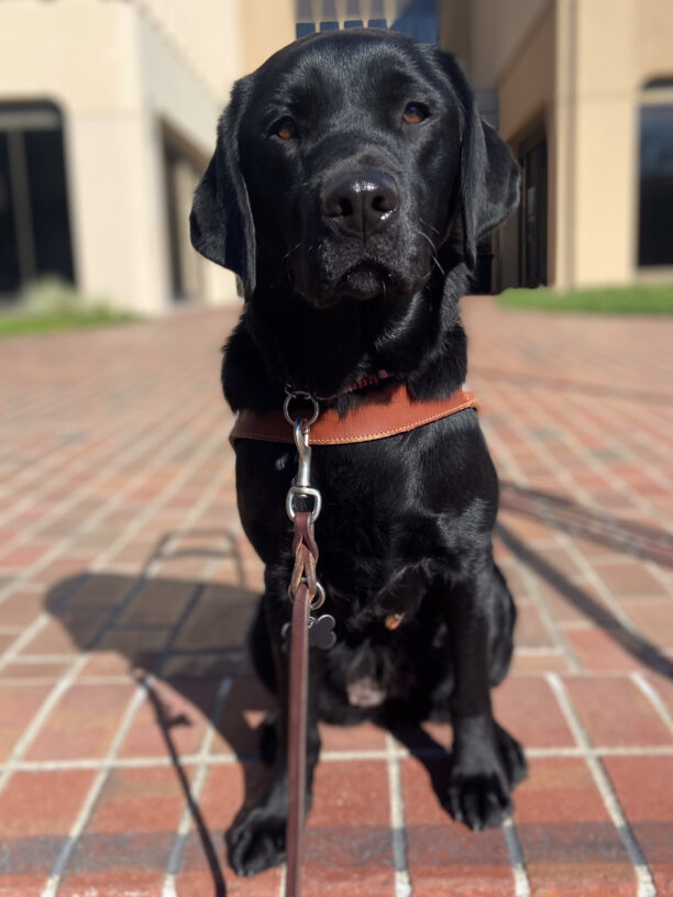 Vixey sits calmly in harness on a sunny brick walkway