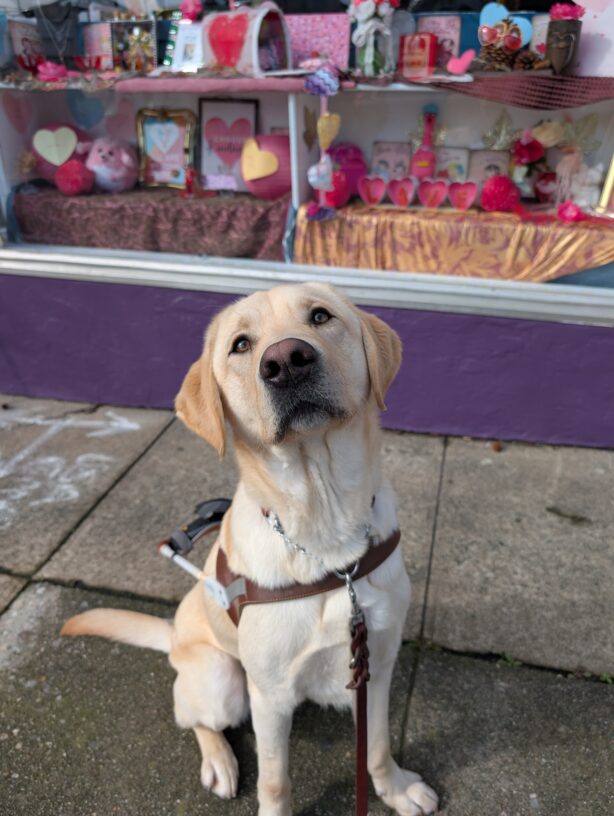 Wally sits in harness on a sidewalk in front of a Valentines Day display. The display showcases many red and gold hearts.