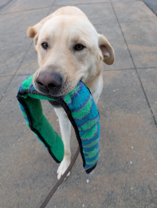 Wally is mid stride walking towards the camera with a soft snake toy in his mouth. He is wagging his tail and his ears are in airplane mode.