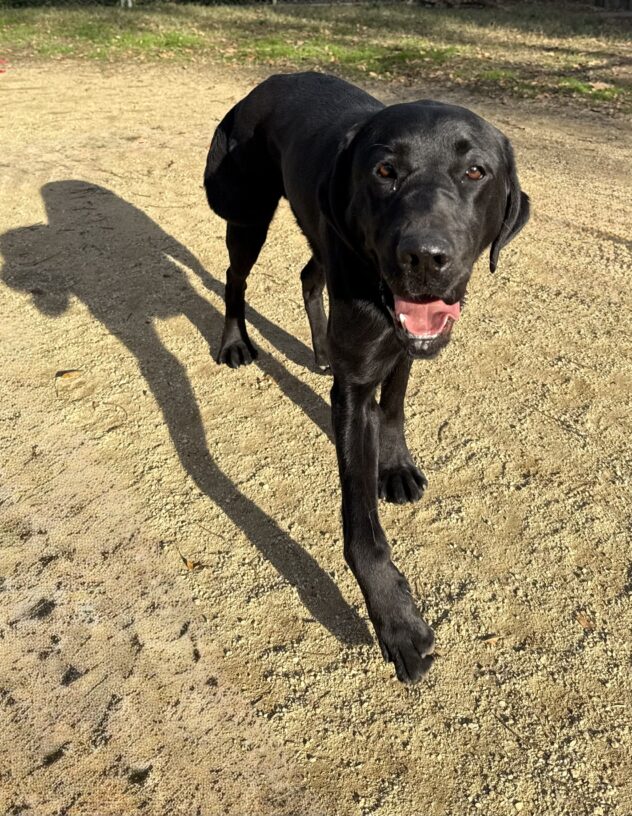 Wiley enjoys playtime in one of our paddocks during a sunny afternoon. He is running toward the camera with his mouth open and tongue out.