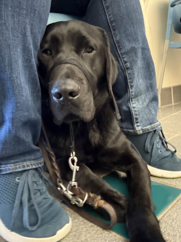 Wiley practices positioning himself under a chair between his handler's feet.