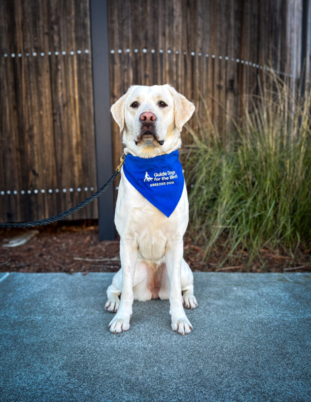 Yellow lab Zuma sits on the sidewalk in front of a wooden fence and green plants. She is wearing a blue breeder scarf and looking directly at the camera.