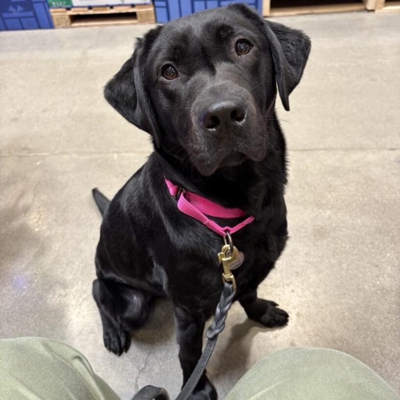 Up close photo of black Lab Gina in her hot pink Martingale collar