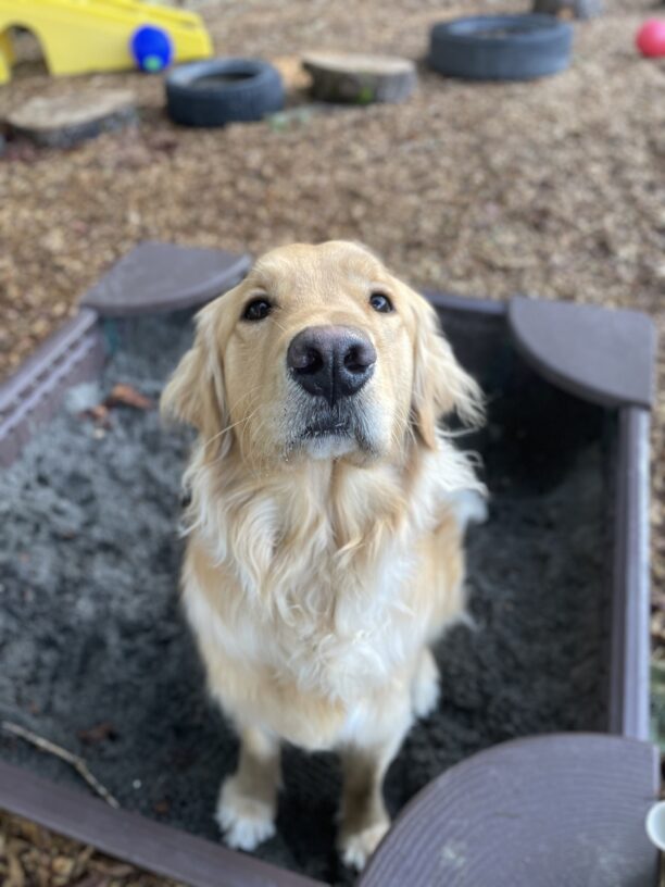 Kudo, a male lab/golden cross, sits in a sandbox in looking up sweetly at the camera.