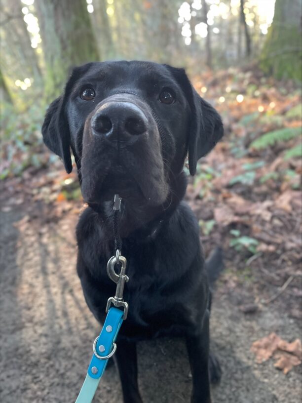 Timon, a black lab/golden cross, pauses his trail walk on the Oregon campus to look sweetly at the camera in his black head collar.