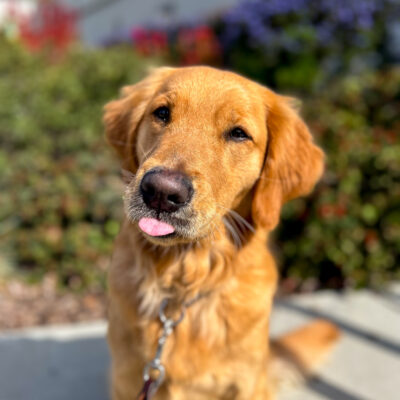 Ramen sits on a sunny walkway in front of flowery bushes on campus, head tilted to one side and teeny pink tongue poking out