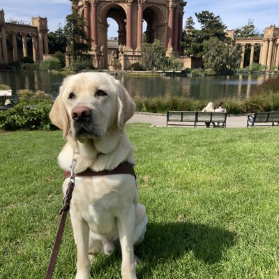 Noble sits in harness in front of the Palace of Fine Arts.