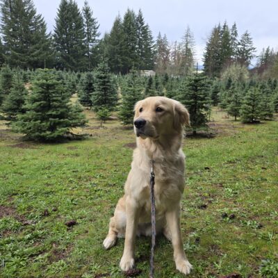 Kate is sitting in the backyard of her foster care home that happens to be a Christmas Tree Farm. She’s looking off in the distance. There are rows of Christmas Trees in the background.