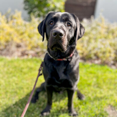 Whistler sits on the sunny grass, looking at the camera with a very sweet face