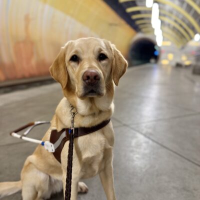 Adore, a female yellow lab/golden cross, sits in her GDB harness on a gray underground train platform. Out of focus behind her is the expanding tunnel, with hanging lights on the right and a red and orange painted wall on the left, behind the tracks. She looks at the camera with a focused expression.