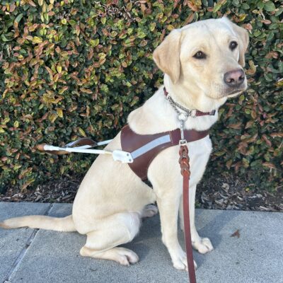 Aya sits in harness looking off in the distance. There is an ivy wall in the background.