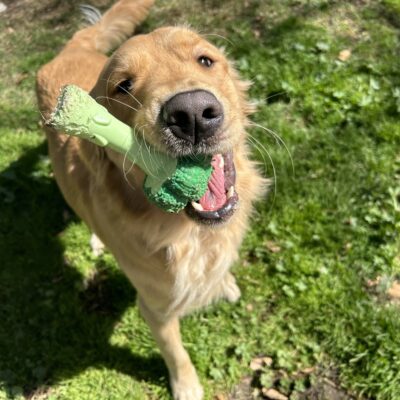 Davenport is playing off-leash in the grass paddock of the CA campus. He is holding his favorite dog toy in his mouth.