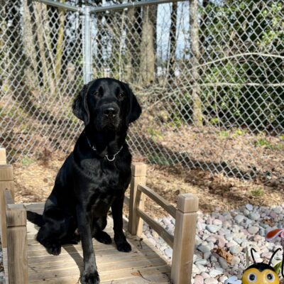 Black lab 'Pluto' sits on a small wooden bridge over some blue and pink river rocks. He gazes into the camera with soft eyes. There is a cartoon bee statute in the right corner and fencing and trees in the background.