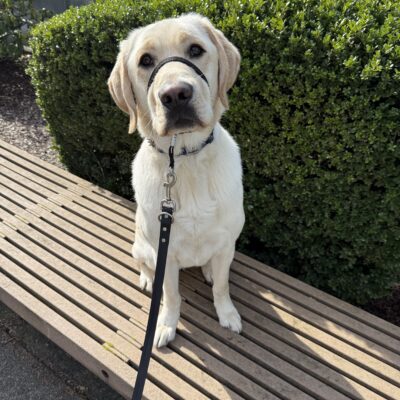 Yellow lab, Ragnar, sits politely atop a wooden bench. He gazes into the camera with his head slightly tilted. He is wearing his blue collar and his black head collar. Behind him is a large green bush.